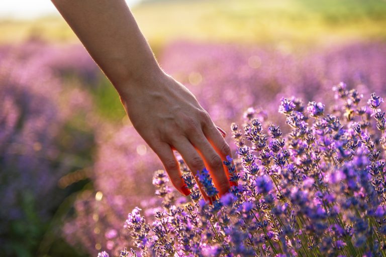 Touching the lavender at beautiful sunset in Bulgaria.